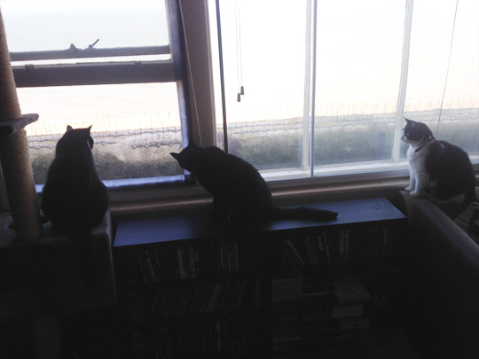 Flat Cats Window Protection at work in Deal Kent