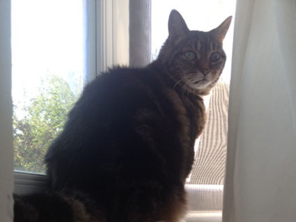 Speedy from Catford looking puzzled because he cant get out of the window
